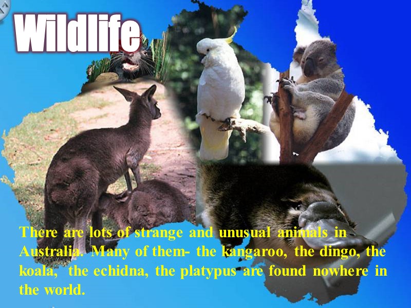 Wildlife There are lots of strange and unusual animals in Australia. Many of them-